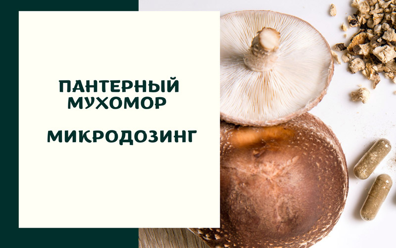 Пантерный мухомор: химический состав, полезные свойства, микродозинг Пантерный мухомор: химический состав, полезные свойства, микродозинг