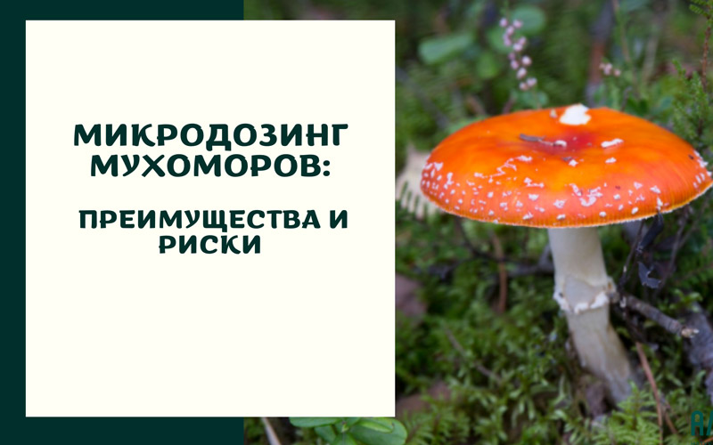 Микродозинг мухоморов: преимущества и риски Микродозинг мухоморов: преимущества и риски